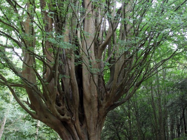 ZELKOVA