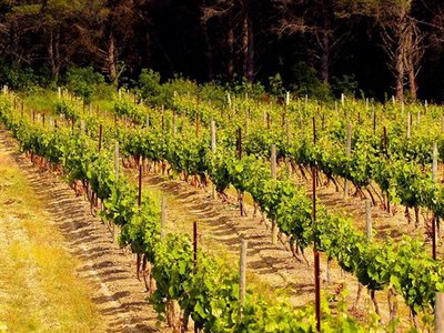 Aragon sentier des vignes