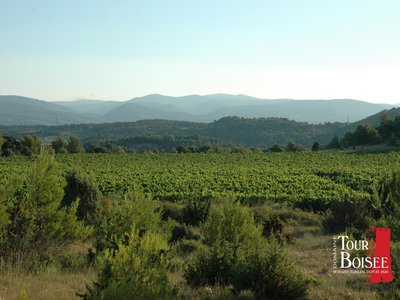 TBoisee-vigne27