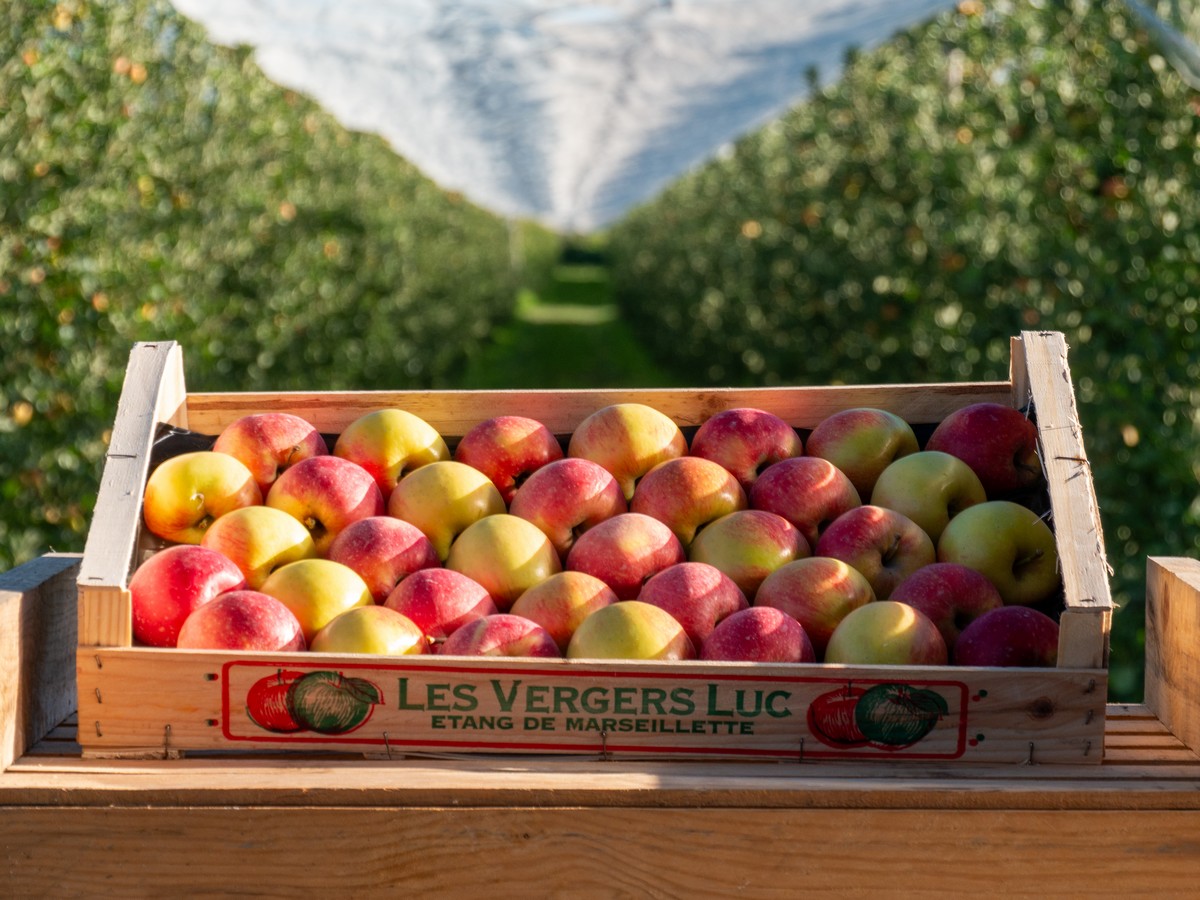 VERGERS LUC AIGUES-VIVES A