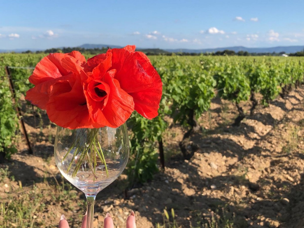 CELLIERS-DU-PALAIS-ABBATIAL-VIGNES