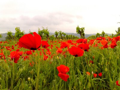 ROUCARELS COQUELICOTS