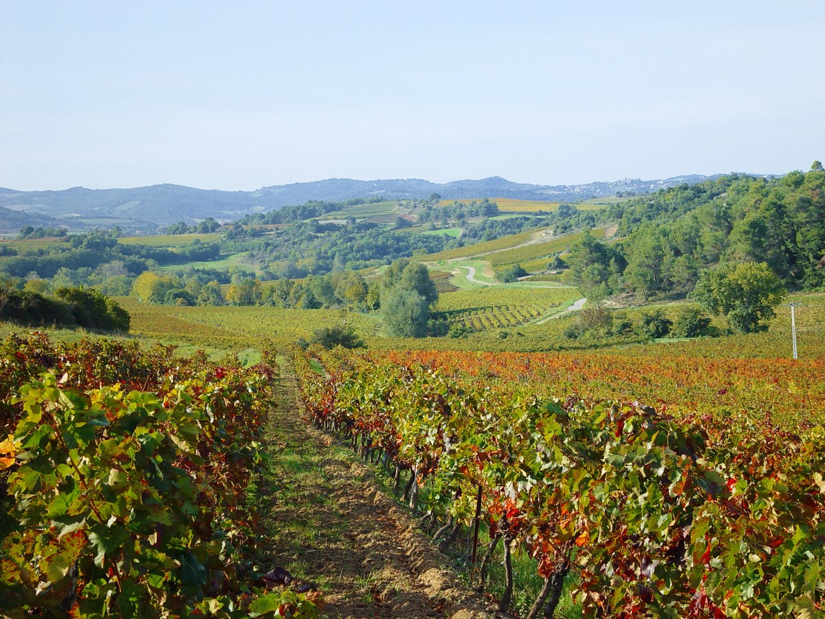 SAINT MARTIN VIGNE A