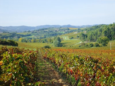 SAINT MARTIN VIGNE A