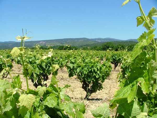 Minervois vignes