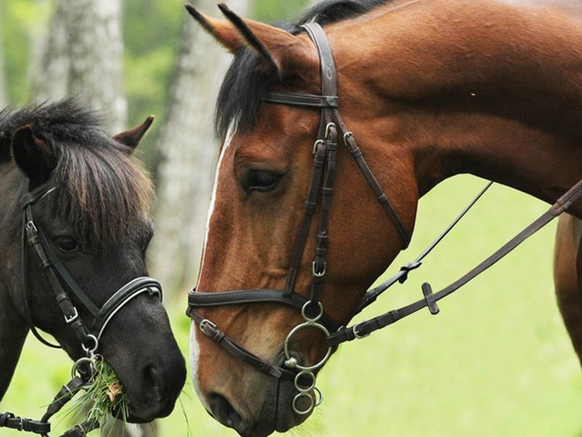 LA REDORTE FERME EQUESTRE PECH DE BRAGOS