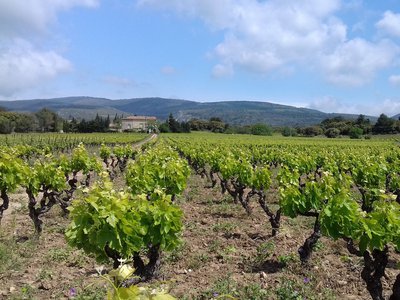 DOMAINE AMPELOUS (1)