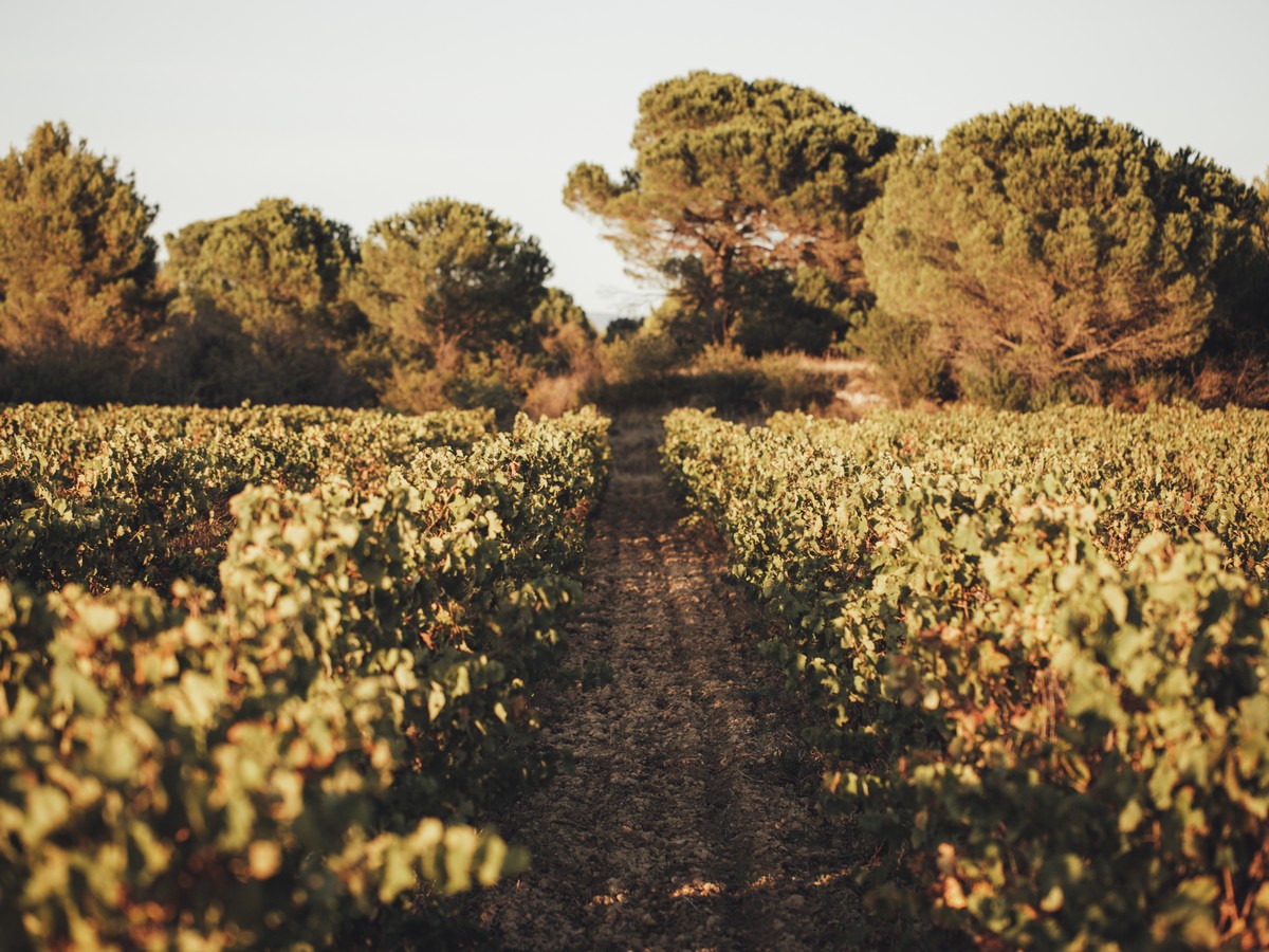 DOMAINE-BRAU-VIGNE