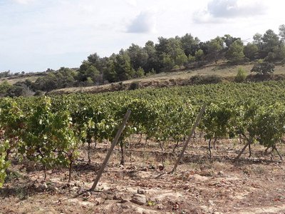 CHATEAU SAINT-MARY VIGNES