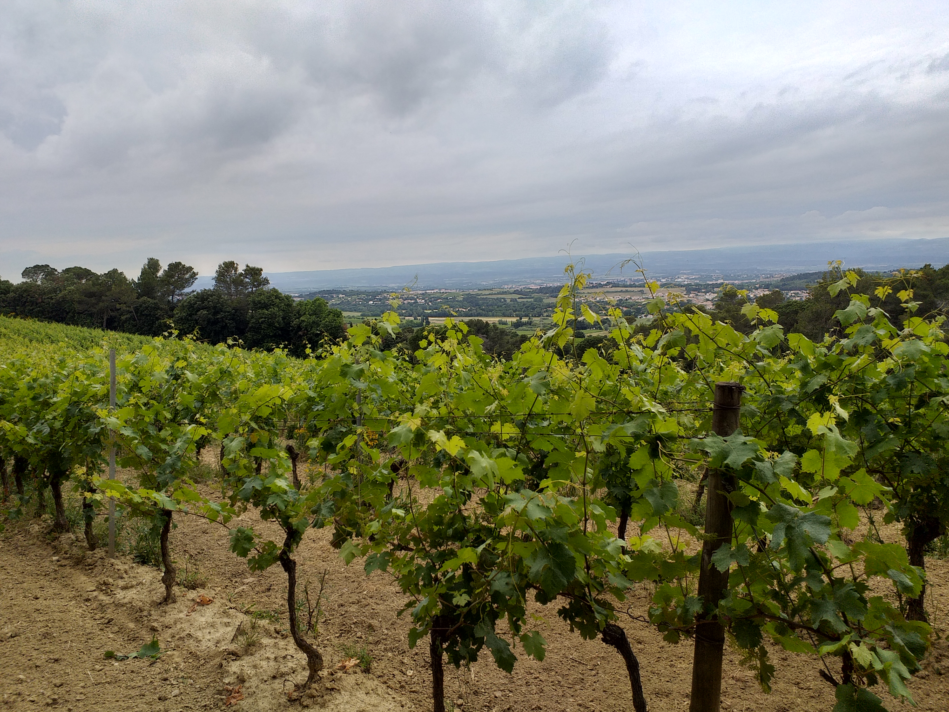 Vignes